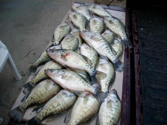 crappie