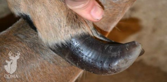 deer_feet_3_574_284_s[1]