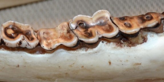 deerage_2_574_290_s[1]