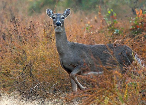 Watch what happens when an archer is on his phone instead of hunting.