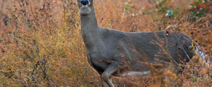 Watch what happens when an archer is on his phone instead of hunting.