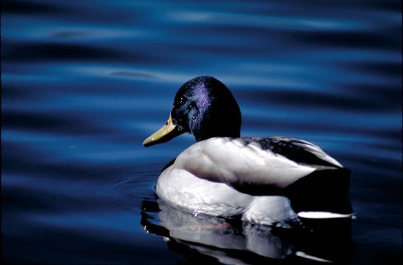 duck Photo by Washington Department of Fish and Wildlife