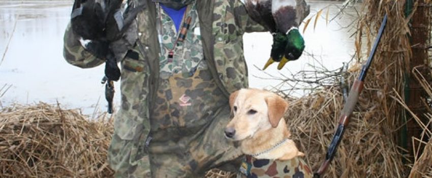 duckhunter_dog2 Photo by Washington Department of Fish and Wildlife
