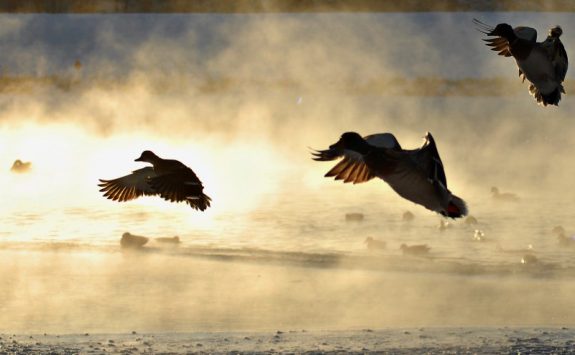 It's not too late for a great duck and goose hunt.