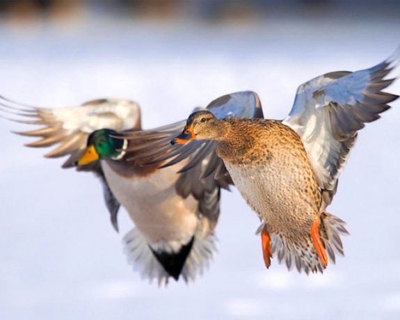 Waterfowl season is finally here.  Check out these great recipes.