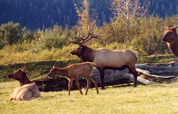 elk Photo by Alaska Department of FIsh and Game