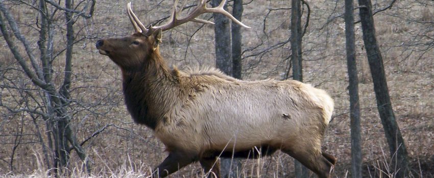 elk-in-kentucky-e9c2fa2a26d24c32[1]