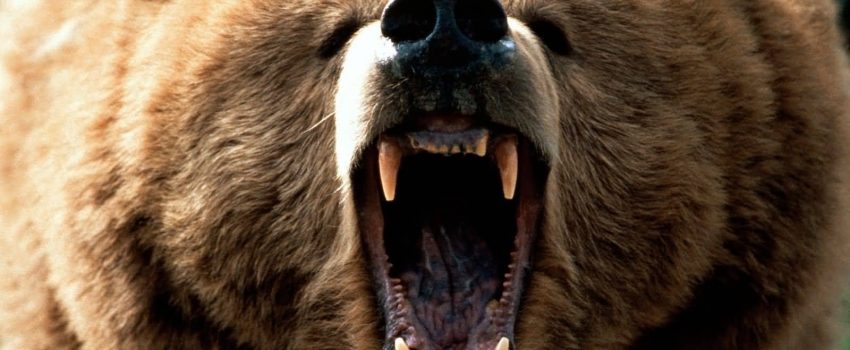 evidence-new-hybrid-bears-documentary