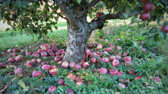 Apple Orchard Trees Red Fallen Apples on Ground
