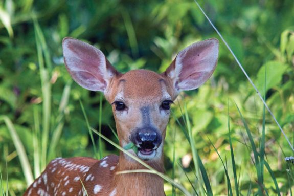 fawn-recruitment-and-predators