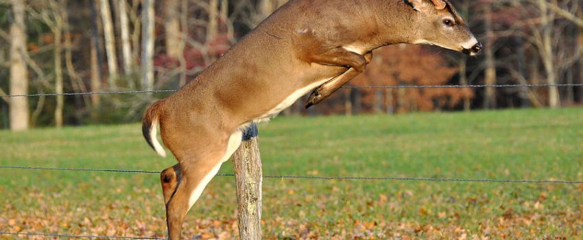 fence-jumper-todd-hostetter[1]