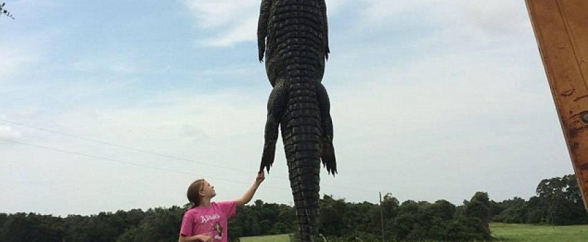 gator