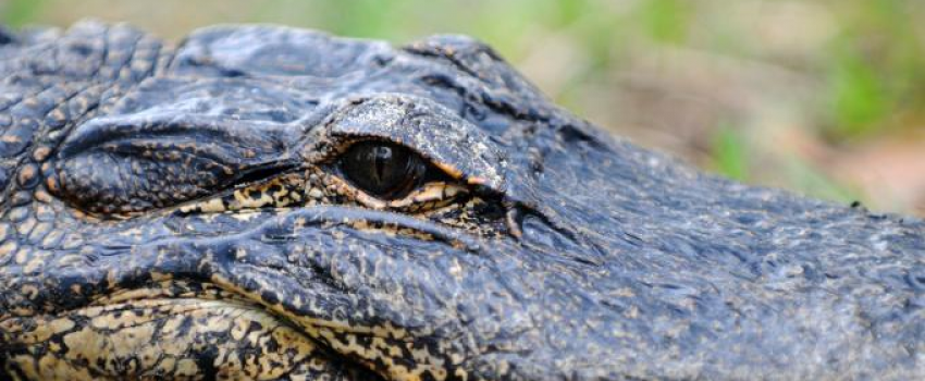 gator.jpg