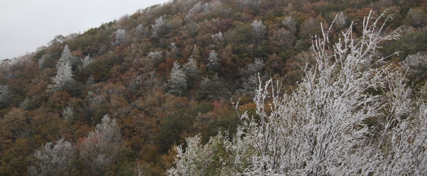 halloween-was-this-week-are-these-ghost-trees-richard-russell-scenic-hwy-10-29-17-resized