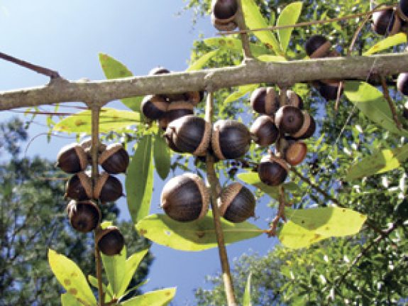 hard-mast Photo by Turkey Country Magazine
