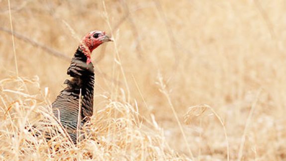 header-fall-turkey-guide Photo by North Dakota Game and Fish Department