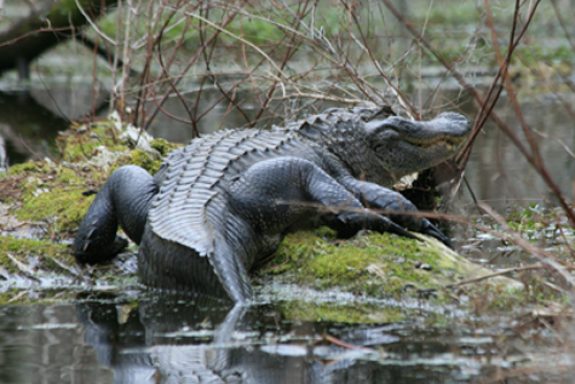 heflin_gator Photo by MDWFP