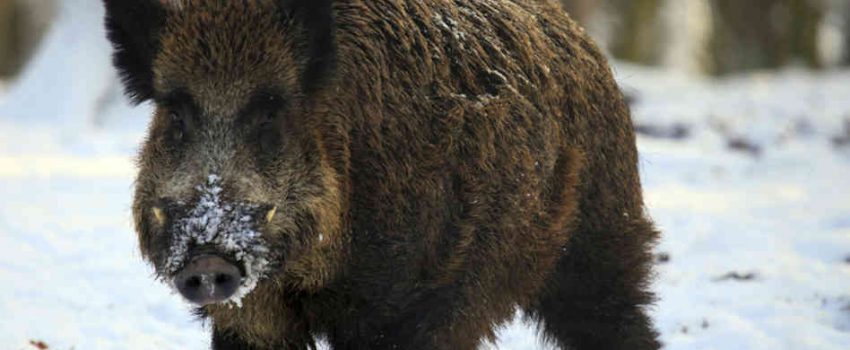 Watch as a .338 Lapua takes out a hog at nearly half a mile.