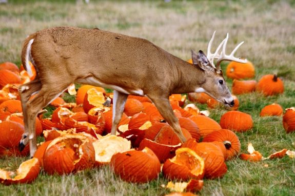 A deer walking across the autumn field with pumpkins.