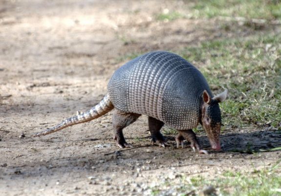 When a Texas man opened fire on an armadillo, one of the bullets bounced back.