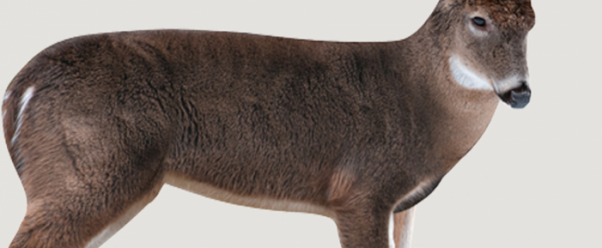 Montana decoys are so realistic a hunter shot one.