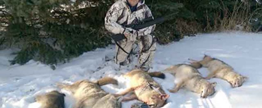 Hunting during a full moon can pay big benefits on coyotes.