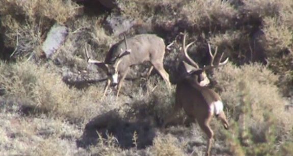 Watch as a younger buck kills an older mule deer buck.  This is graphic and may be difficult to watch.