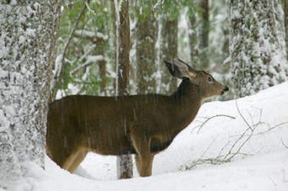 If deer are starving, why not feed them?