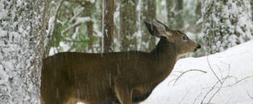 If deer are starving, why not feed them?