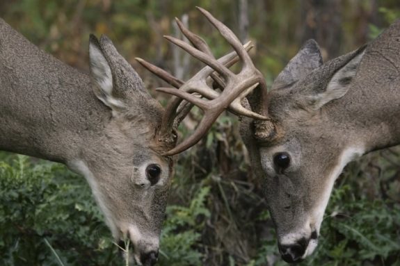 Hunters must understand the sight of deer to effectively hunt them.