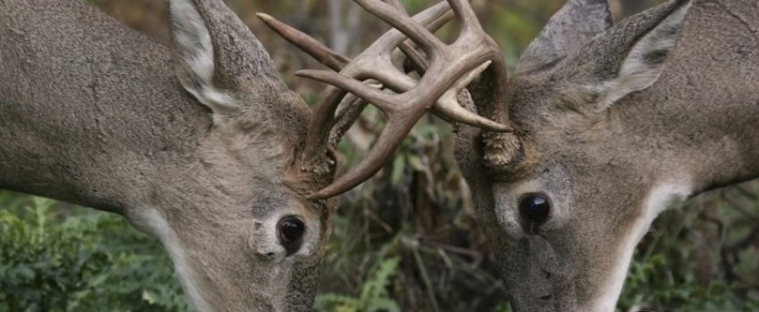Hunters must understand the sight of deer to effectively hunt them.