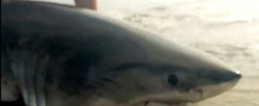 pendleton_great white