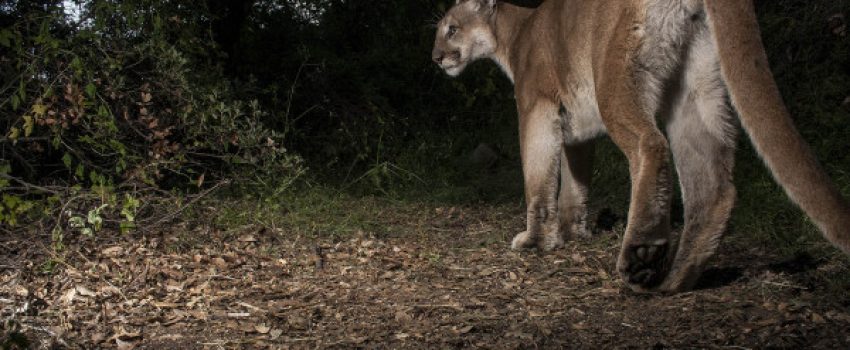 The elusive mountain lion is expanding its range.