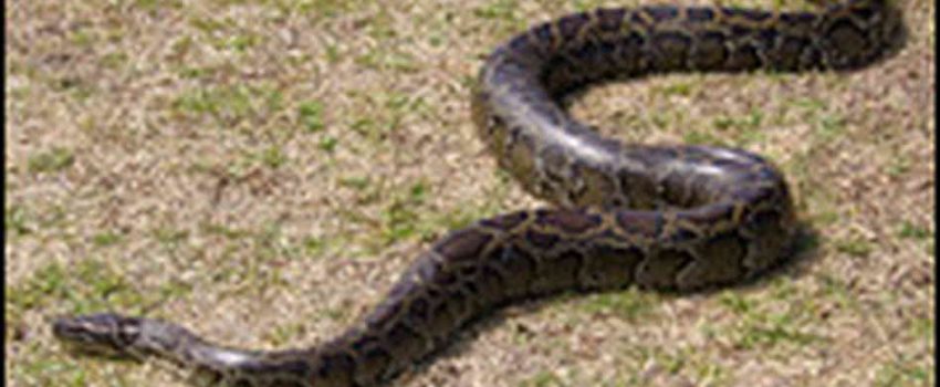 python_200-84abf6d584bb28b97066da96f3189dd3b369622d-s6-c30.jpe