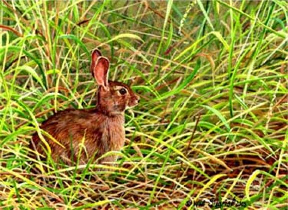 rabbit Photo by Kentucky Department of Fish and Wildlife Resources