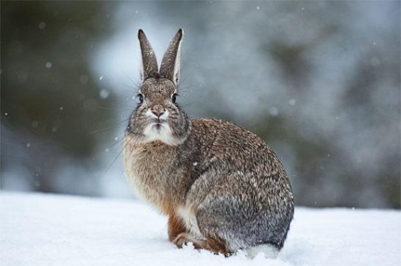 Rabbits are abundant, yet their location is focused in winter.  Here's a plan to score.