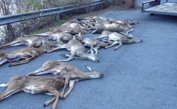 A group of poachers was caught with 18 deer taken illegally.