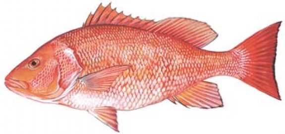 redsnapper
