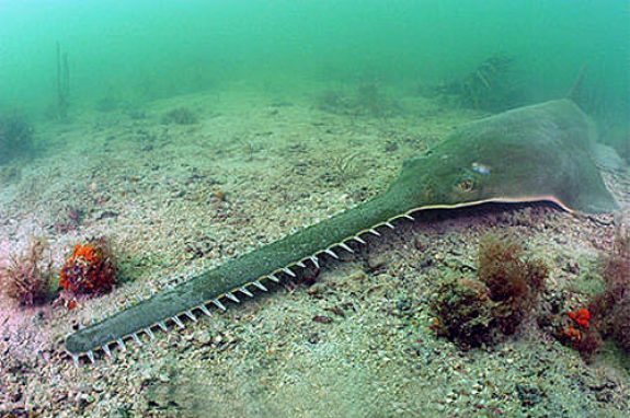 sawfish1 Photo by Florida Museum of Natural History