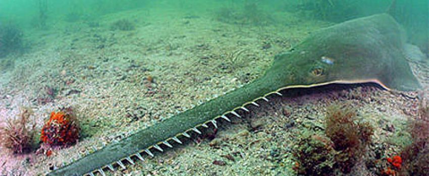 sawfish1 Photo by Florida Museum of Natural History