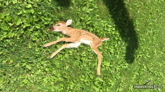 shanefawn-Large-1024x576