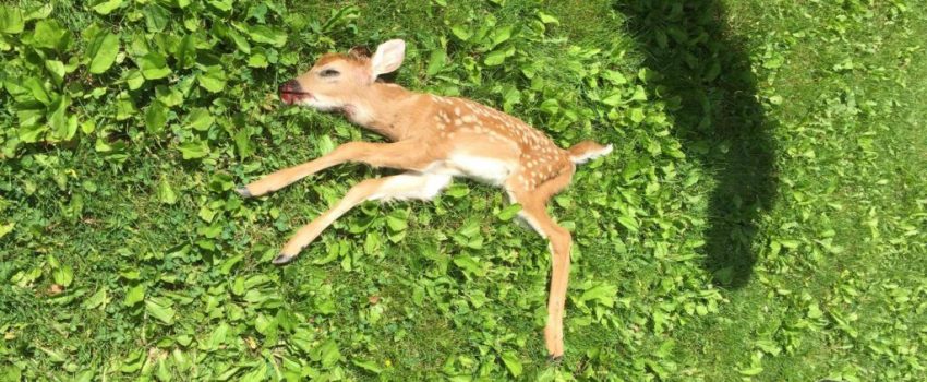 shanefawn-Large-1024x576