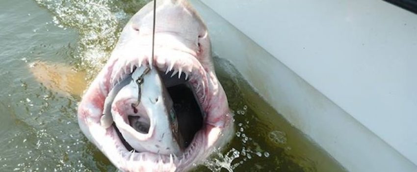 sharkwithinashark Photo courtesy of the University of Delaware