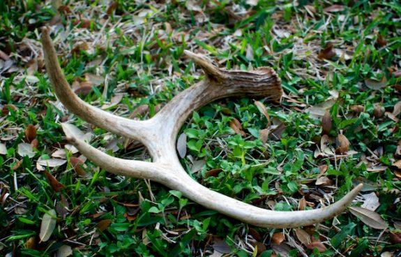 A shed antler is an excellent sign that a big buck made it through hunting season and a good place to begin hunting in the fall.