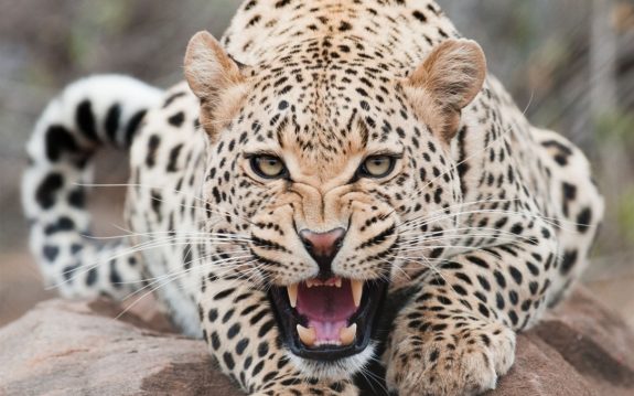 An African leopard is one of the rarest sights in the wild due to the cat's nocturnal nature.