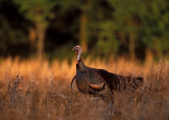 sunset-turkey Image by California Department of Fish and Game