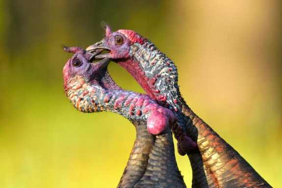 Two gobblers fight it out for dominance.