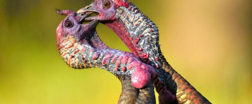 Two gobblers fight it out for dominance.
