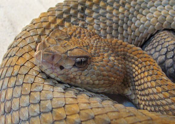 When hunting this fall, be on the lookout for rattlesnakes.  Watch how one bowhunter handled the situation.