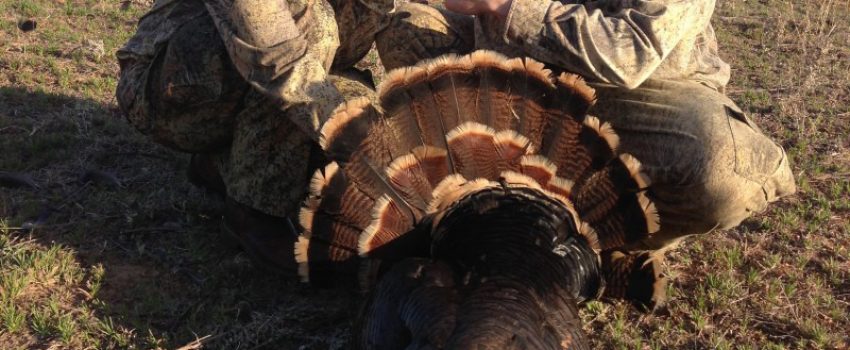 turkeyRing-e1365000105642